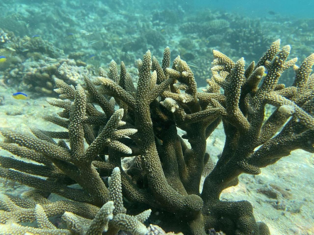 Mamello Beach Club Maldives Feridhoo Екстериор снимка
